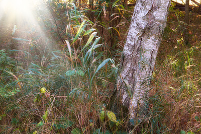 Buy stock photo Scenic view of a eucalyptus gum tree and weeds growing in quiet woods in sunlight in Norway. Green evergreen forest in remote wild countryside. Environmental nature conservation of timber wood supply