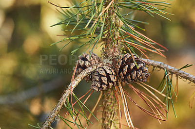 Buy stock photo Closeup of Pinecones growing on a pine tree in a quiet forest against a blurry background. Macro details of pine cones in harmony with nature, tranquil wild textures and shapes in zen, quiet woods