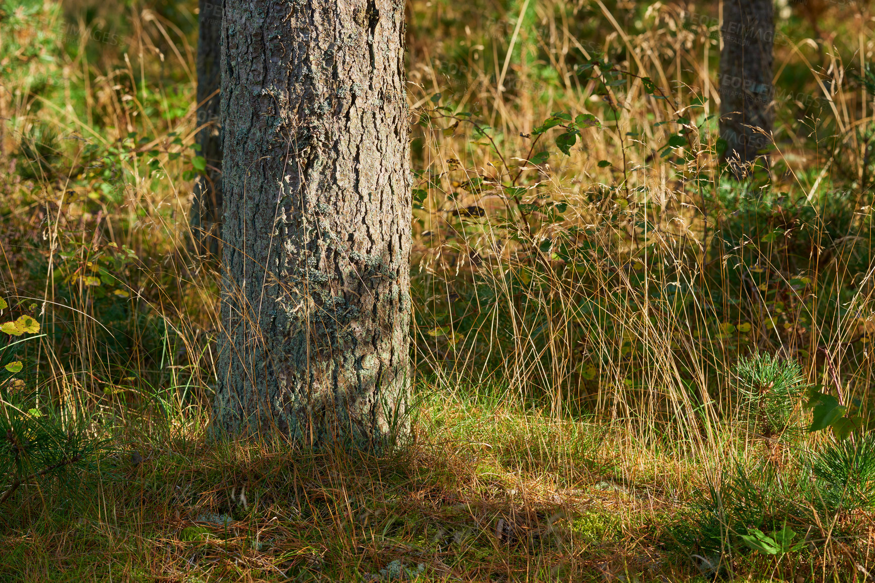 Buy stock photo Closeup of a tree stump growing in lush green forest, pine trees growing with nature in harmony outdoors. Tranquil silent morning in a zen, quiet jungle with soothing calm nature and fresh air