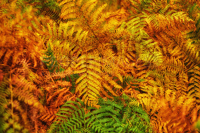 Buy stock photo Closeup of beautiful autumn colors changing with the season in a peaceful, quiet forest. Zoom in on macro patterns and textures of bright orange and yellow leaves in the peaceful zen nature 