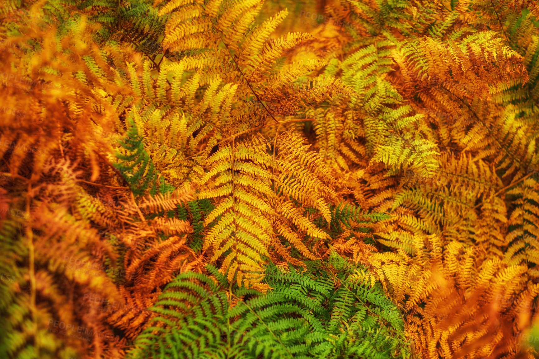 Buy stock photo Closeup of beautiful autumn colors changing with the season in a peaceful, quiet forest. Zoom in on macro patterns and textures of bright orange and yellow leaves in the peaceful zen nature 