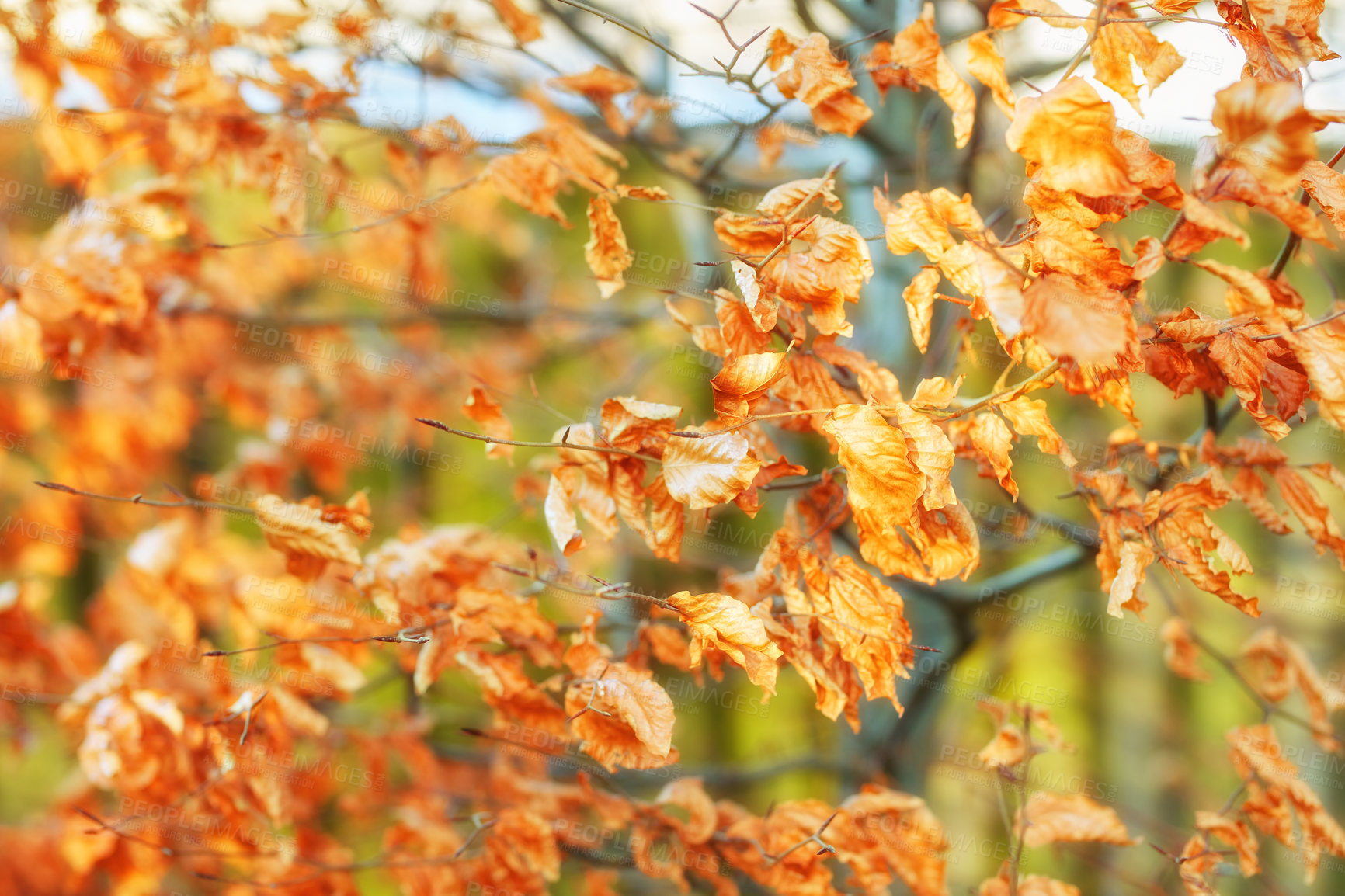 Buy stock photo Closeup view of autumn orange beech tree leaves with a bokeh background in a remote forest or countryside in Norway. Woods with dry, texture foliage in a serene, secluded meadow or nature environment