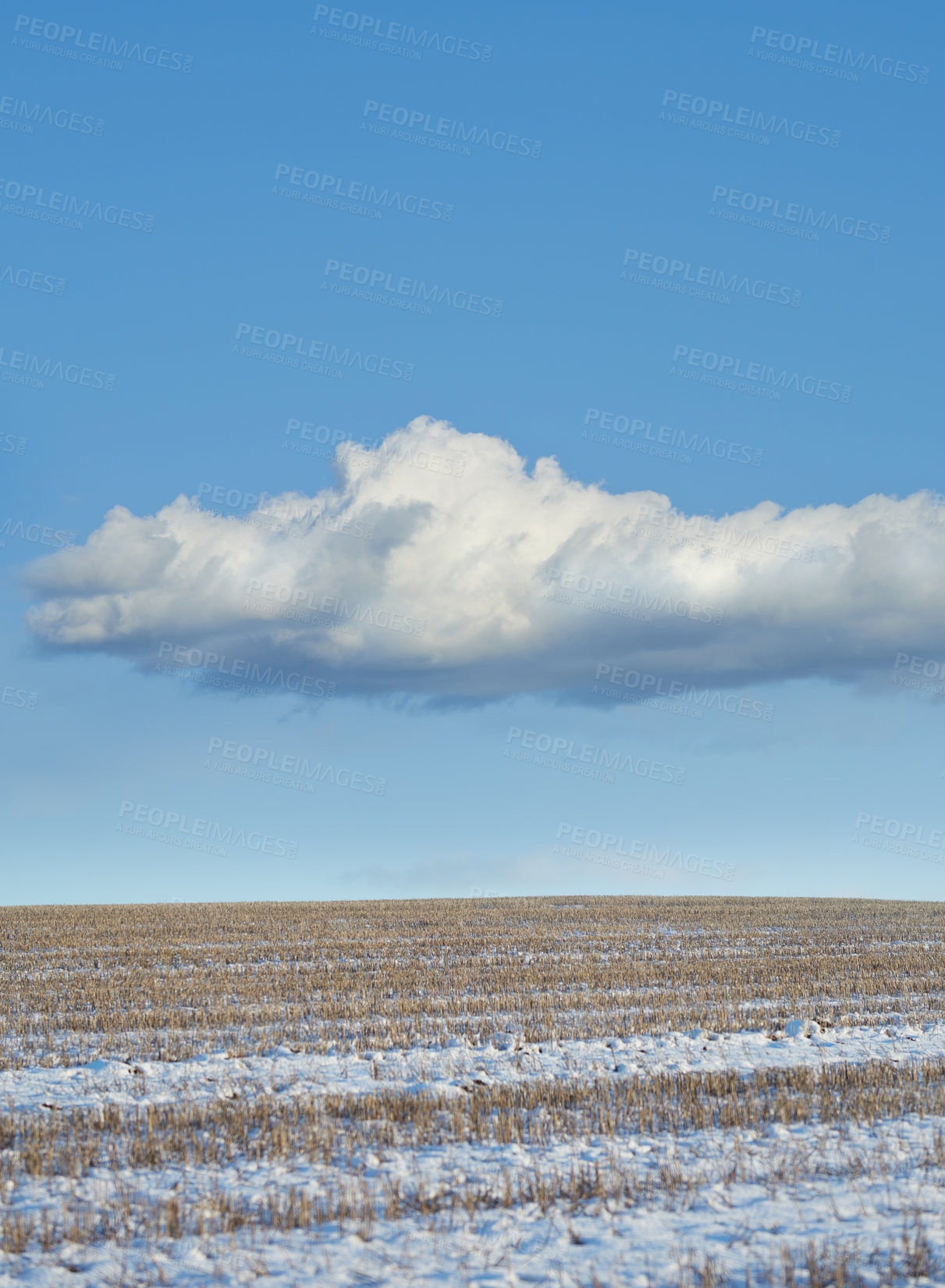 Buy stock photo A dry brown agricultural farm covered in white snow during a cold winter weather season in Denmark. A freezing countryside organic ecology field frozen in ice under a blue cloudy sky outside