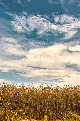 Buy stock photo Nature, countryside and field of wheat with blue sky for farming, agriculture and harvest crop. Farm landscape, meadow background and scenic view of barley, grain or rye plants in natural environment