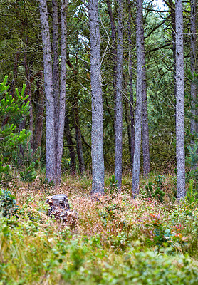 Buy stock photo A photo of green and lush forest