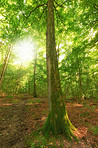 A photo of green and lush forest