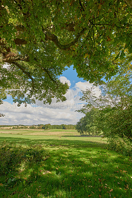 Buy stock photo A photo of green and lush forest