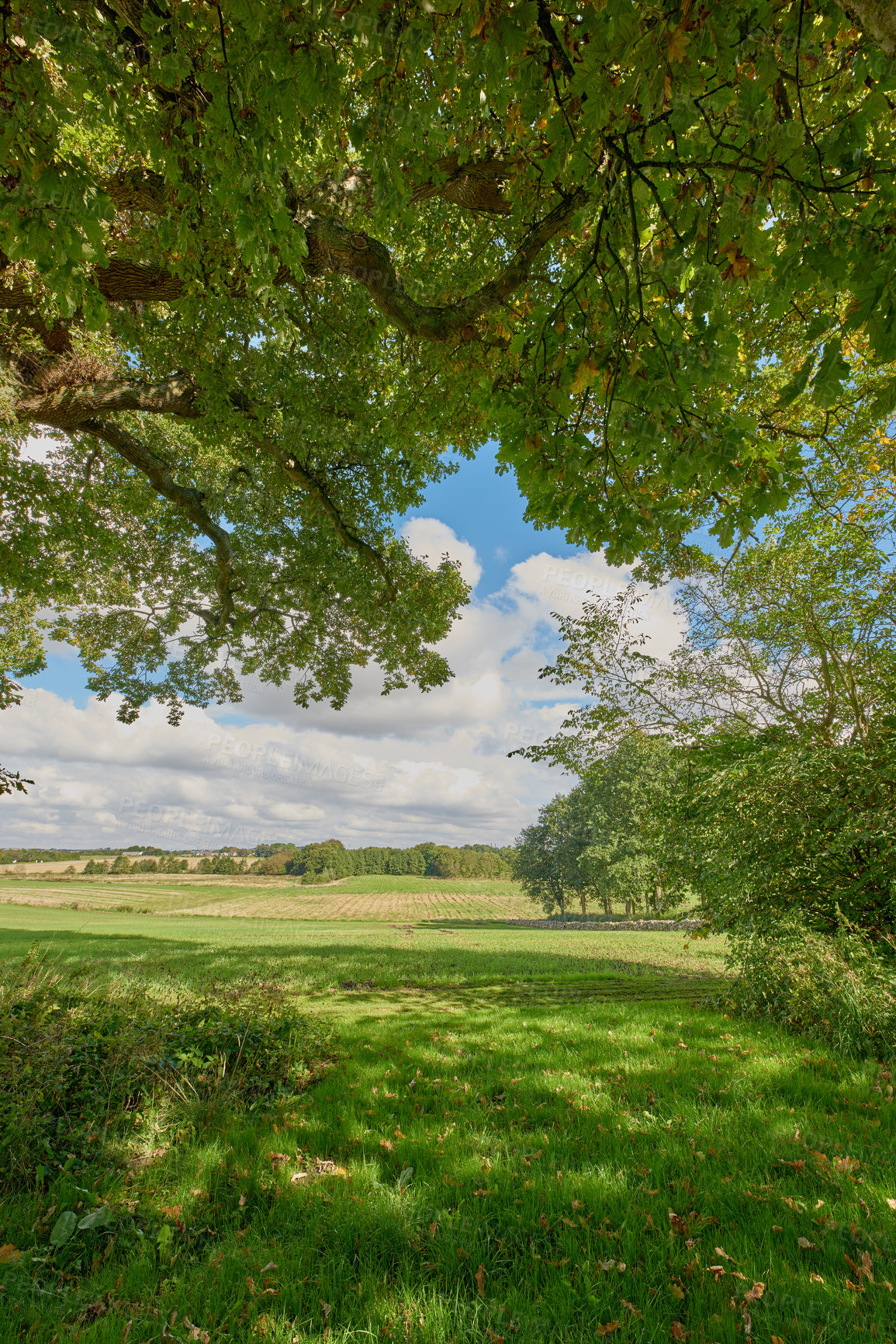 Buy stock photo A photo of green and lush forest