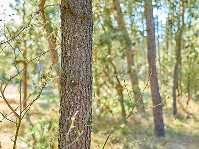 Buy stock photo Beautiful lush green forest in Denmark, tall pine trees growing with nature in harmony and copyspace. Tranquil summer morning with a view of a zen, quiet jungle. Soothing nature with fresh air 