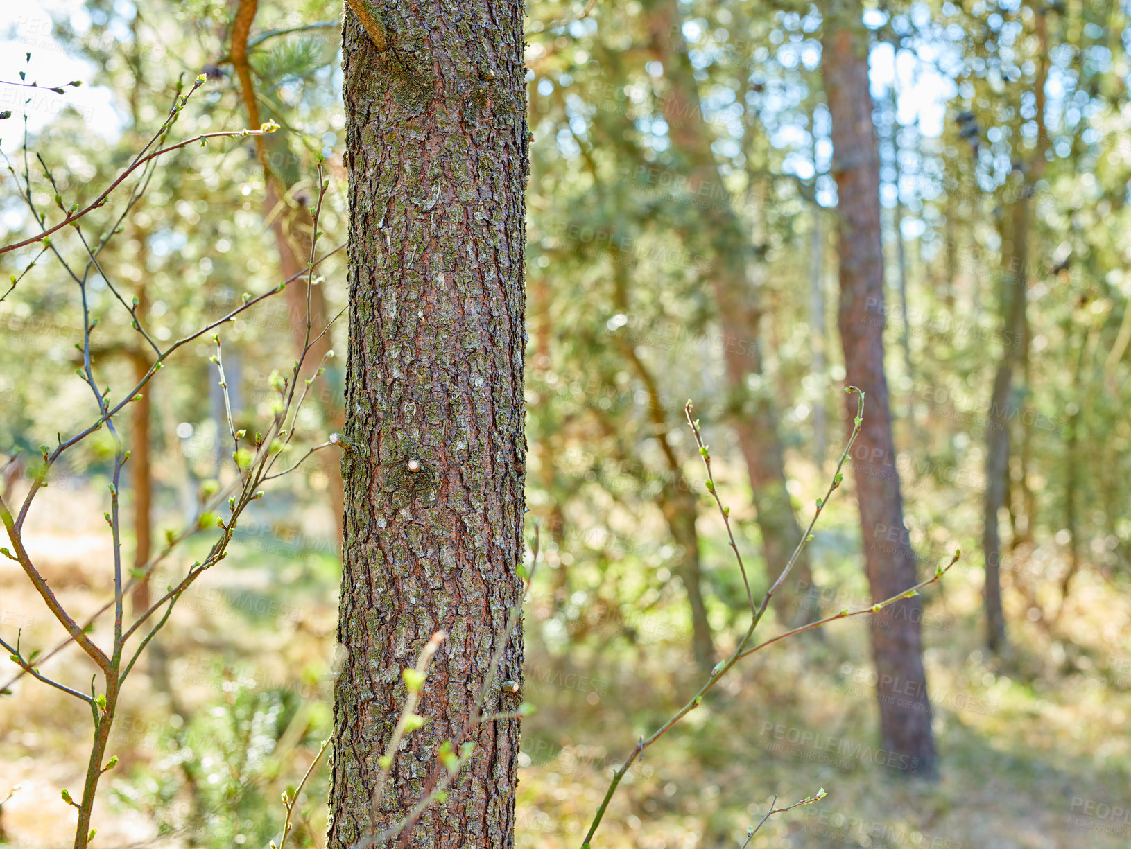 Buy stock photo Beautiful lush green forest in Denmark, tall pine trees growing with nature in harmony and copyspace. Tranquil summer morning with a view of a zen, quiet jungle. Soothing nature with fresh air 