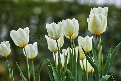 Buy stock photo White tulip flowers growing in a backyard garden. Beautiful flowering plants beginning to blossom on a green field. Bush of beautiful flora blooming and sprouting in a yard or field in summer
