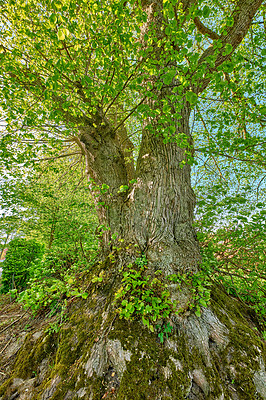 Buy stock photo Big tree, growth and green leafs in nature of natural trunks and branches for sustainability, agriculture or life outdoors. Trees with leaves or plants growing on stem in the summer countryside