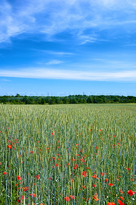 Buy stock photo Blue sky, field and flowers with environment, outdoor and sustainability with ecosystem. Empty, countryside and trees with springtime, blooming poppy and eco friendly with plants, growth and sunshine