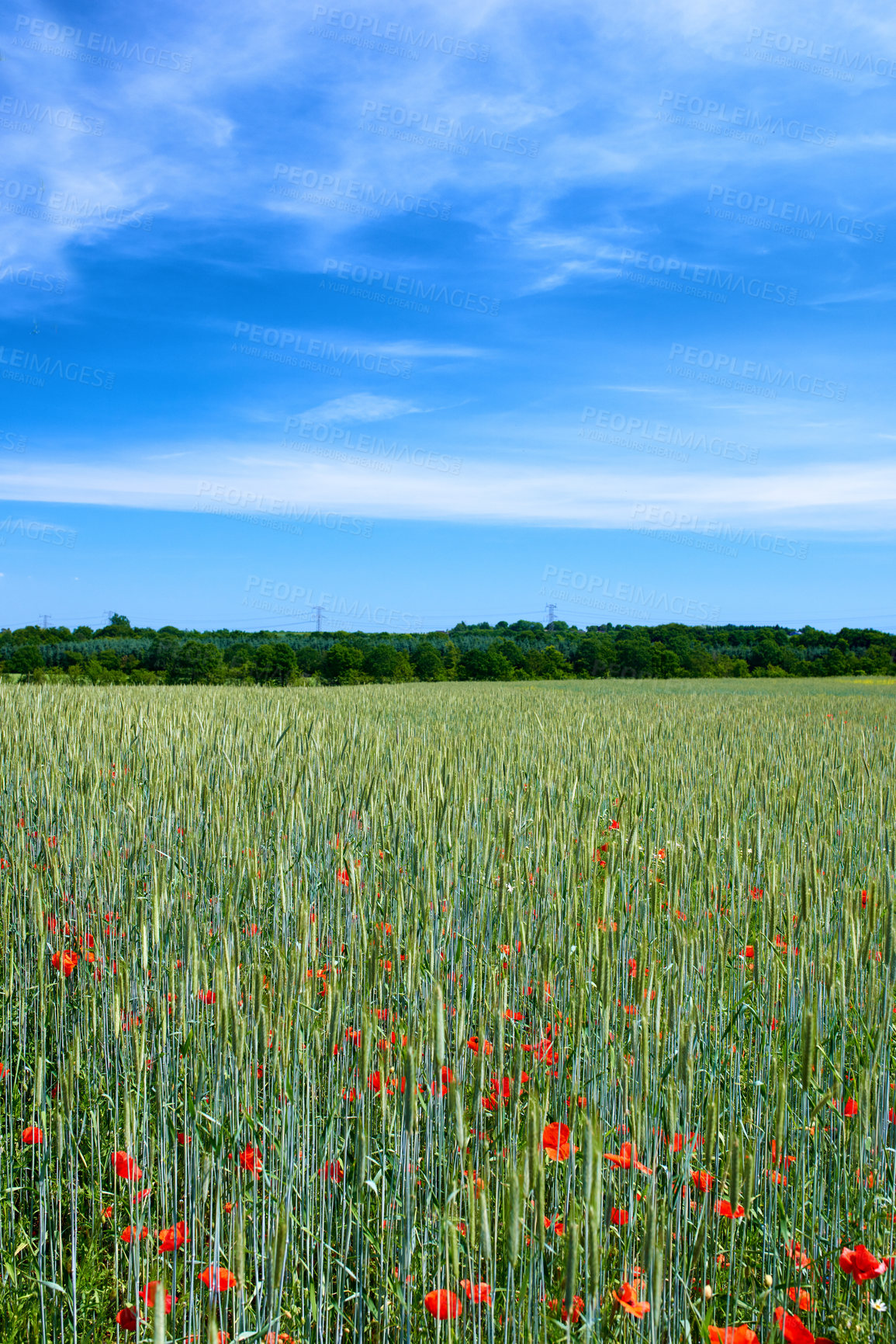 Buy stock photo Blue sky, field and flowers with environment, outdoor and sustainability with ecosystem. Empty, countryside and trees with springtime, blooming poppy and eco friendly with plants, growth and sunshine