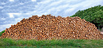 Lumber piles