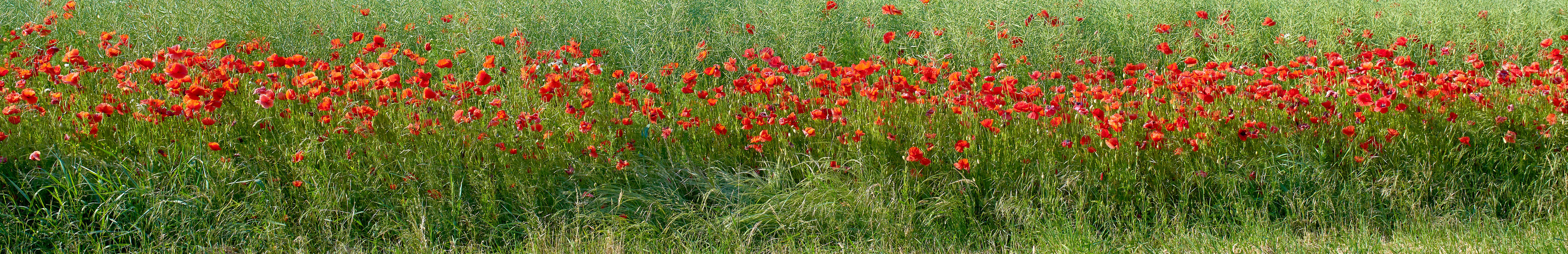 Buy stock photo A  photo of the countryside in early summer