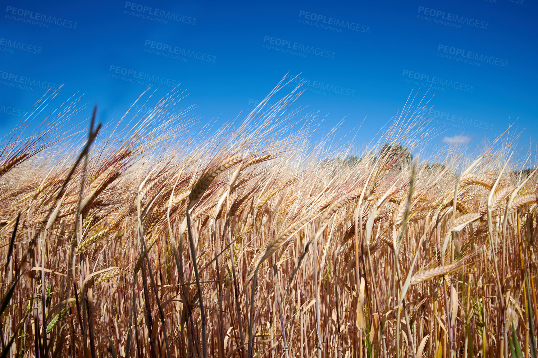 Buy stock photo Nature, harvest and field of wheat with blue sky for farming, agriculture and crops in countryside. Farm landscape, meadow background and closeup of barley, grain or rye plants in natural environment