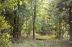 Hardwood forest - Denmark