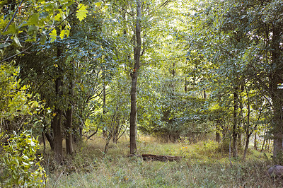 Buy stock photo Hardwood forest uncultivated - Denmark