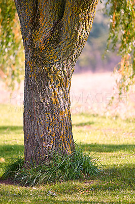 Buy stock photo Moss and algae growing on a big tree trunk in a part or garden outdoors. Scenic and lush natural landscape with wooden texture of old bark on a sunny day in a remote and peaceful meadow or forest