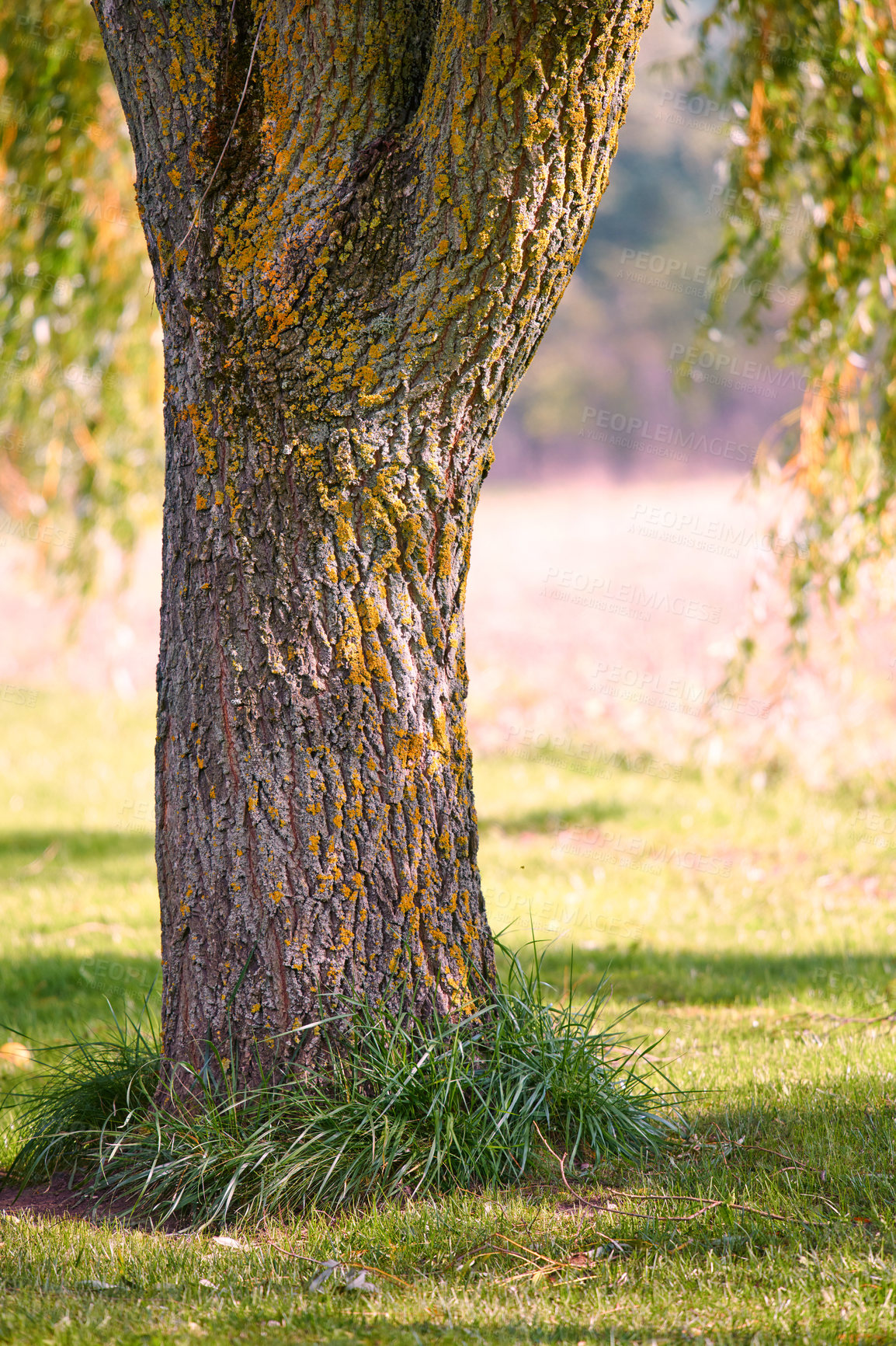 Buy stock photo Moss and algae growing on a big tree trunk in a part or garden outdoors. Scenic and lush natural landscape with wooden texture of old bark on a sunny day in a remote and peaceful meadow or forest