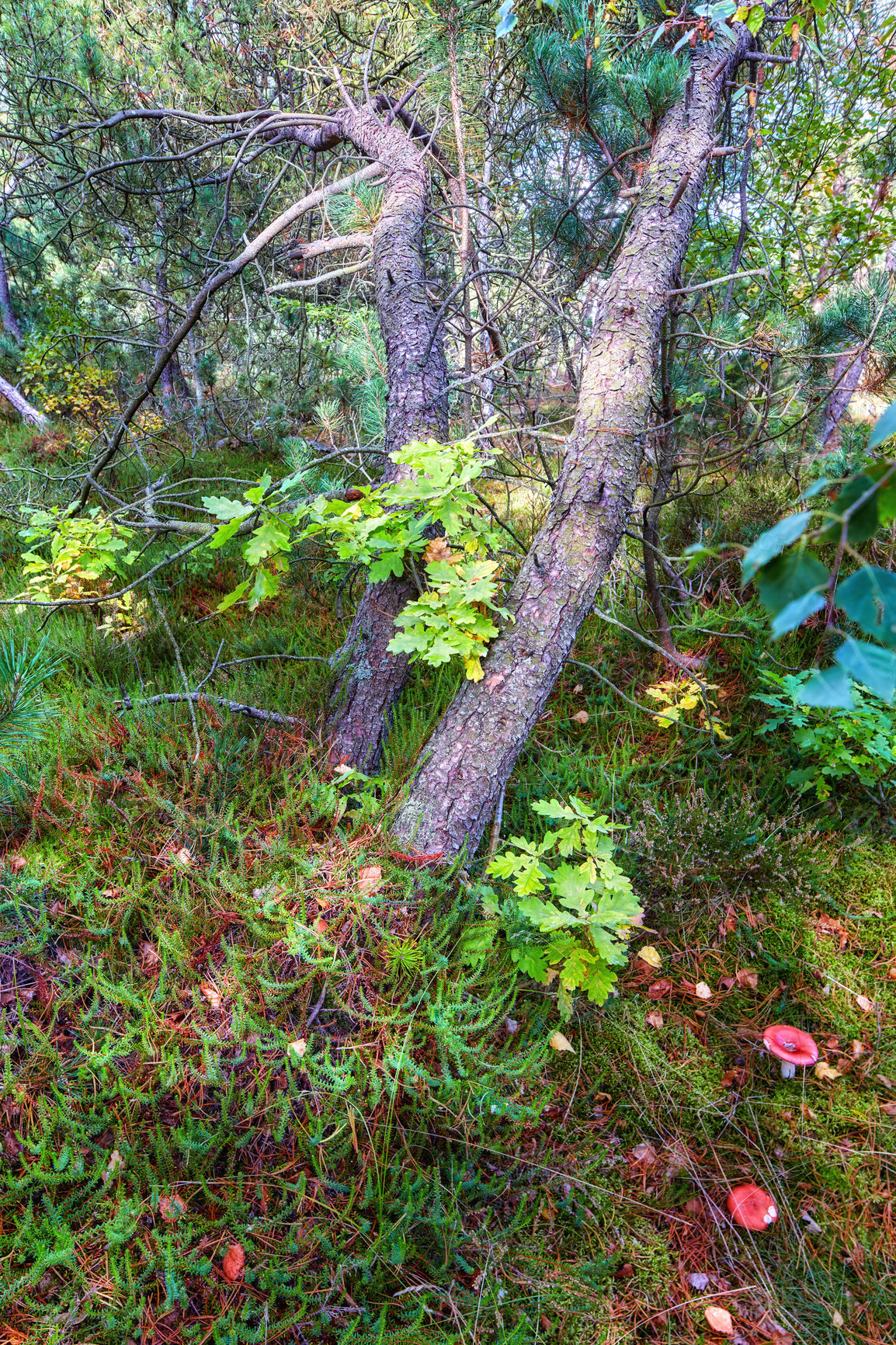 Buy stock photo Sun shining on a mystical forest in autumn with magical trees and moss covered ground in a silent and tranquil park. Peaceful nature in harmony on a soothing and calm morning outdoors in green woods