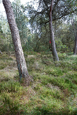 Buy stock photo Pine trees in a wild forest in summer. Landscape of green vegetation with bushes and shrubs growing in nature or in a secluded uncultivated environment on a beautiful sunny day