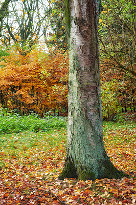 Buy stock photo Beautiful colors of autumn in a peaceful forest with tall tree. Different shades nature changing with the season in a tranquil, zen park in soothing harmony. Peace in an early morning in the woods 