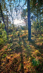 Wild pine forest 