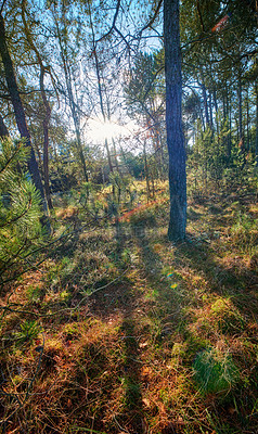 Buy stock photo Sun shining through beautiful forest in autumn, magical trees and moss covered ground in a silent, tranquil park. Peaceful nature in harmony on soothing, calming morning in lush green zen woods