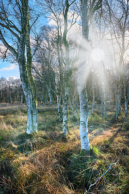 Buy stock photo Ecosystem, forest and sunshine with plants for nature, trees and landscape with outdoor path. Leaves, woods and season with scenic view, foliage or grass for ecology and environment growth background