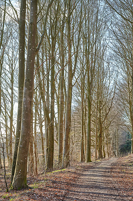 Buy stock photo The forest in late winter - early spring