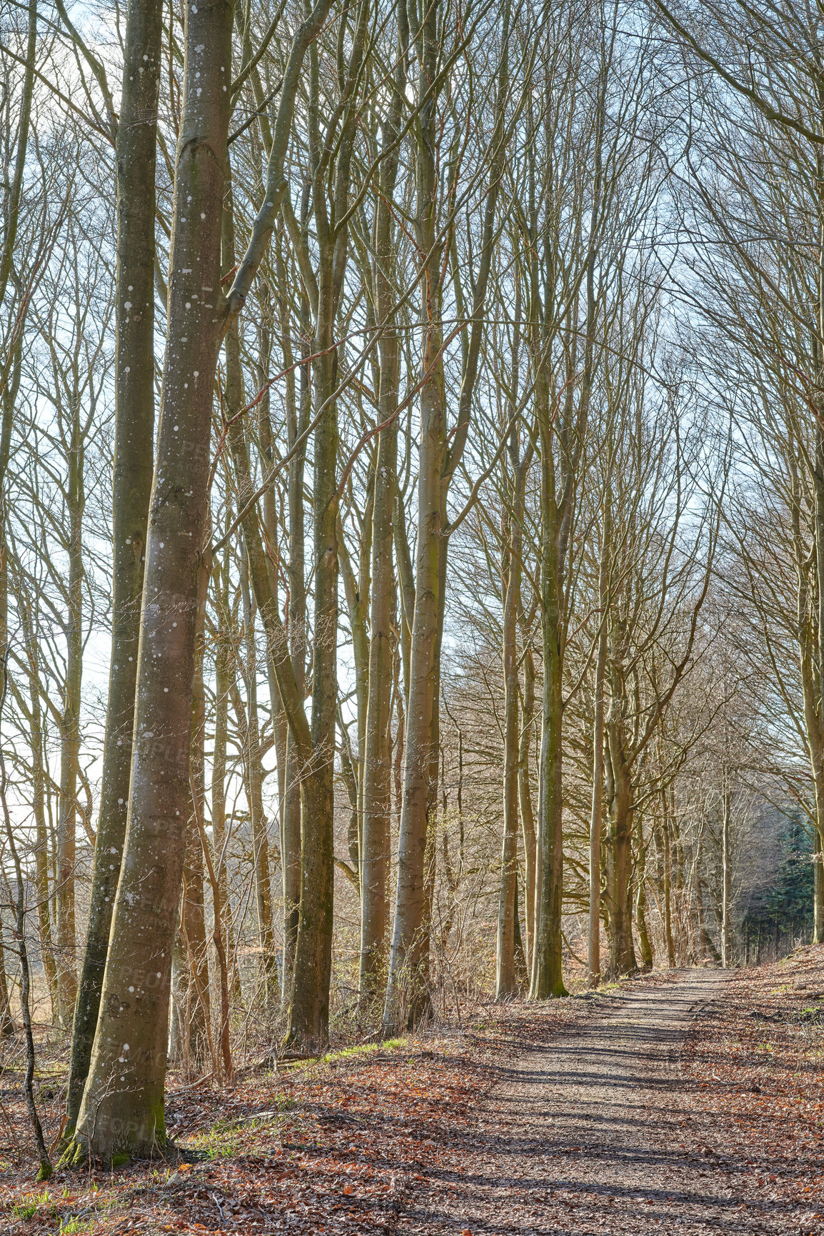 Buy stock photo The forest in late winter - early spring