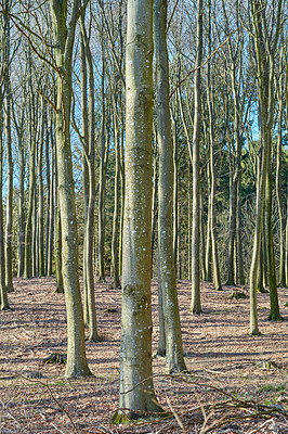 Buy stock photo The forest in late winter - early spring