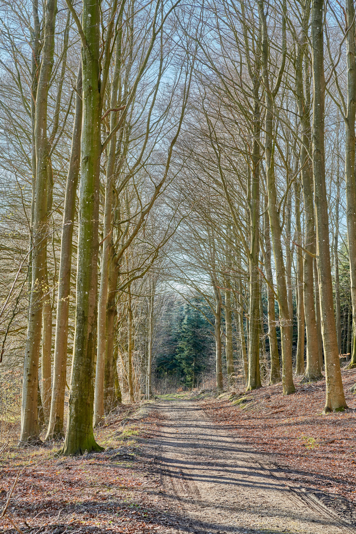 Buy stock photo The forest in late winter - early spring