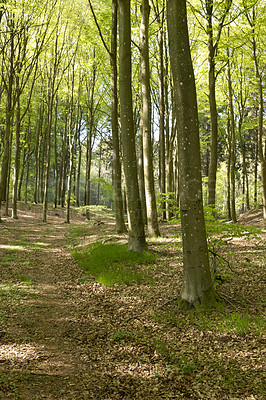 Buy stock photo A photo of green and lush forest