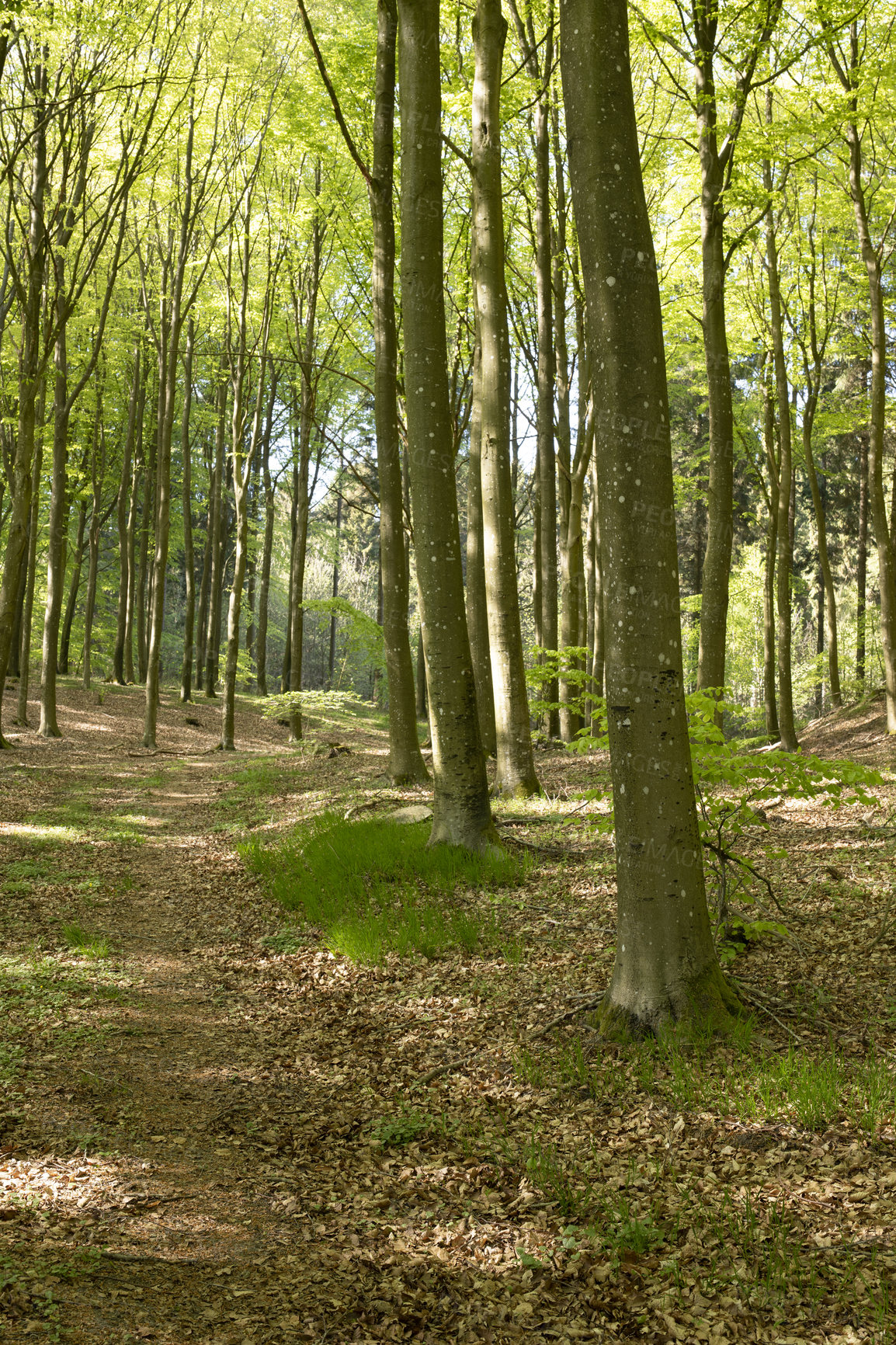 Buy stock photo A photo of green and lush forest