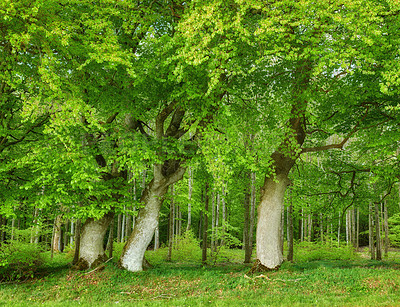 Buy stock photo Big trees, green leaves and grass in nature of natural trunks and branches for sustainability, agriculture or life outdoors. Bunch of tall tree with greenery, leaf or plant growth in Australia forest