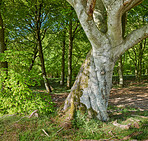 A photo of green and lush forest