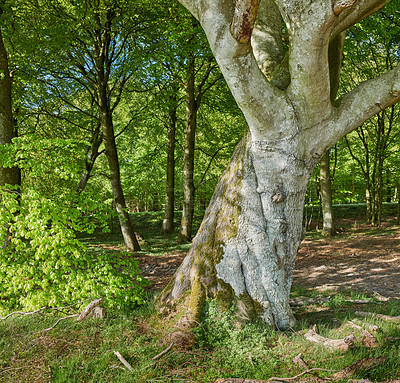 Buy stock photo Big tree, green leafs and grass in nature of natural oak trunks and branches for sustainability, agriculture or life outdoors. Tall trees with leaves or plants in forest or park in the countryside