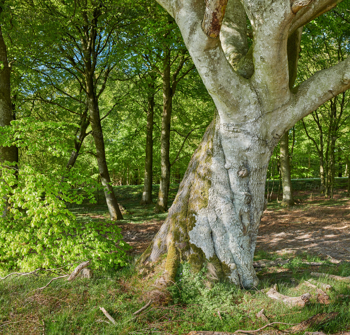 Buy stock photo Big tree, green leafs and grass in nature of natural oak trunks and branches for sustainability, agriculture or life outdoors. Tall trees with leaves or plants in forest or park in the countryside