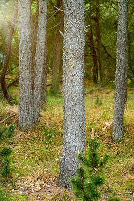 Buy stock photo Bark texture growing in a remote location in nature. Landscape view of the evergreen forest with fresh green and dry grasses in the lush foliage. Beautiful summer forest with pine trees and scrubs. 