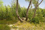 A photo of green and lush forest