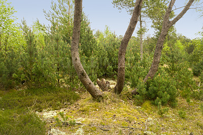 Buy stock photo Trees, green leafs and grass in nature of natural oak trunks and branches for sustainability, agriculture or life outdoors. Bunch of tall tree with leaves or plants in forest or woods in countryside