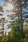 Pine forest in the mountaions of  La Palma