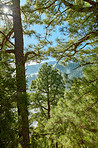 Pine forest in the mountaions of  La Palma