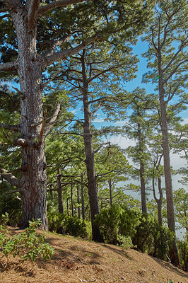 Buy stock photo Pine forest trees in the mountains of La Palma, Canary Islands in Spain. Remote secluded mountain filled with big trees for hiking and nature walks on holiday. Tourist travel destination in the woods