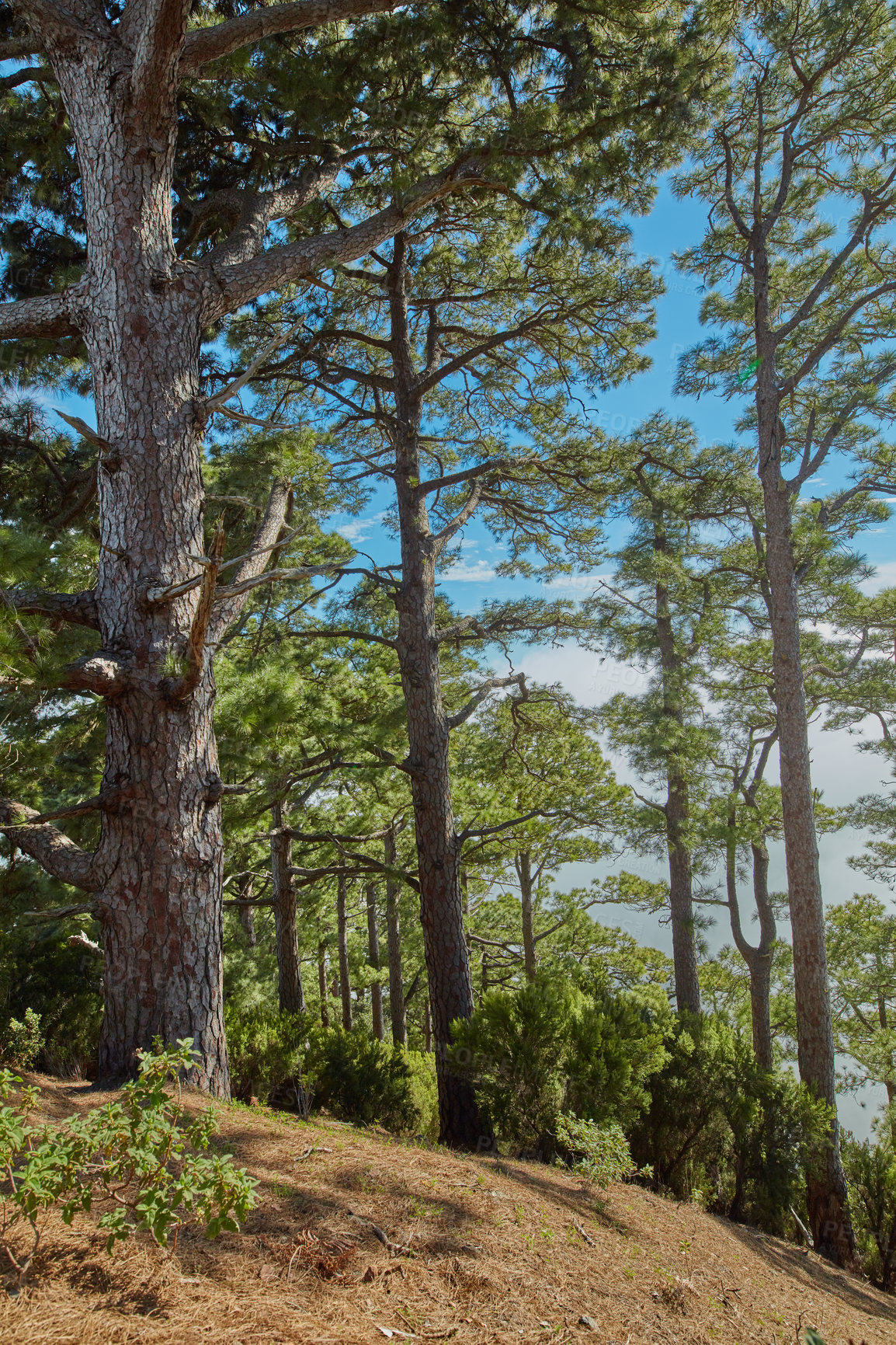 Buy stock photo Pine forest trees in the mountains of La Palma, Canary Islands in Spain. Remote secluded mountain filled with big trees for hiking and nature walks on holiday. Tourist travel destination in the woods