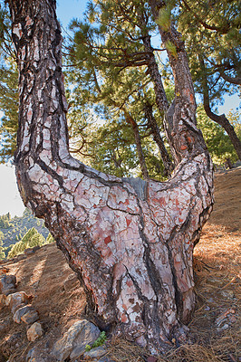 Buy stock photo A big tree trunk in the mountains in summer. Low angle of an old tree bark and rocks in a wild mysterious enviroment. Beautiful nature landscape of a unique tree in La Palma, Canary Islands, Spain