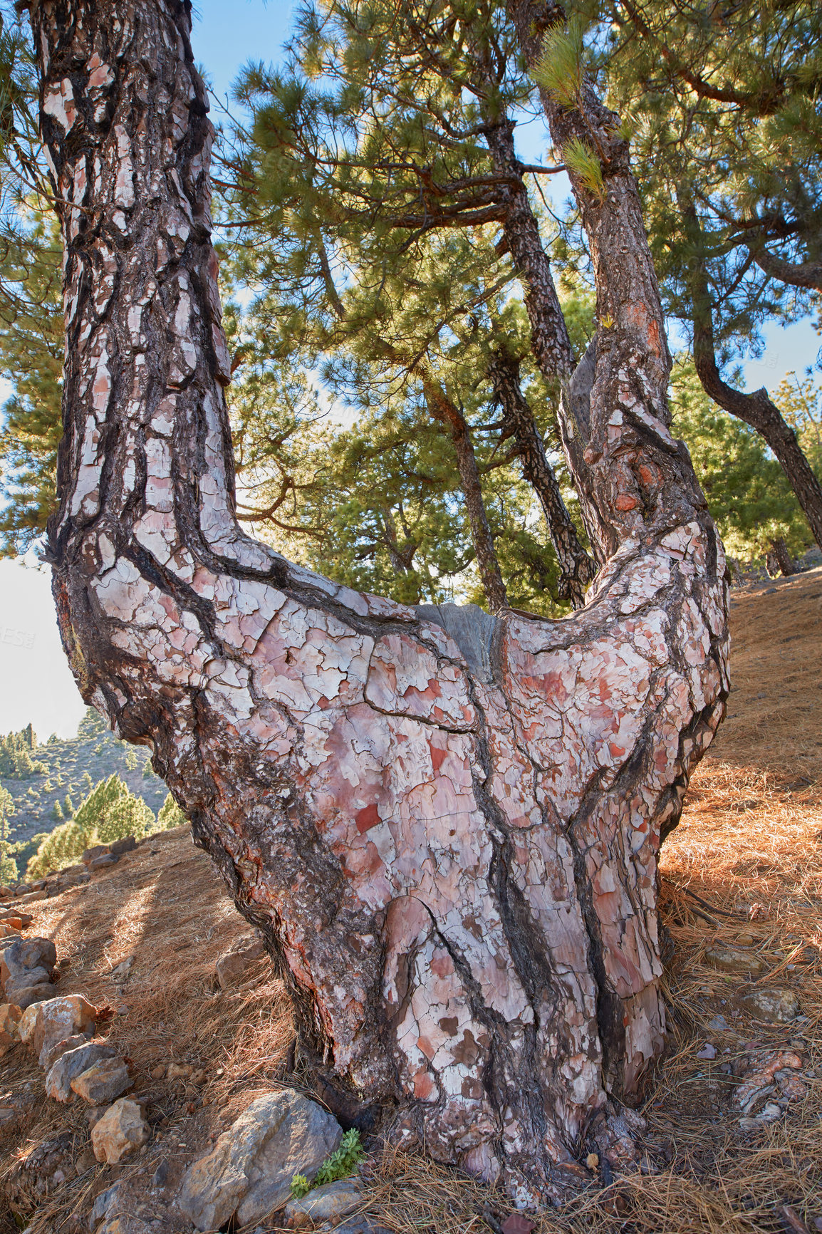 Buy stock photo A big tree trunk in the mountains in summer. Low angle of an old tree bark and rocks in a wild mysterious enviroment. Beautiful nature landscape of a unique tree in La Palma, Canary Islands, Spain